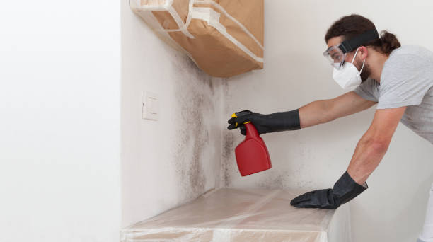 Professional Attic Mold Remediation technician working in Essex, IL